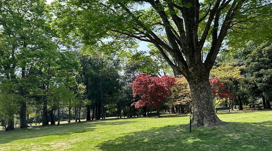 🌳 IDA 군마의 숲 (아이다 군마노모리) 이미지 3